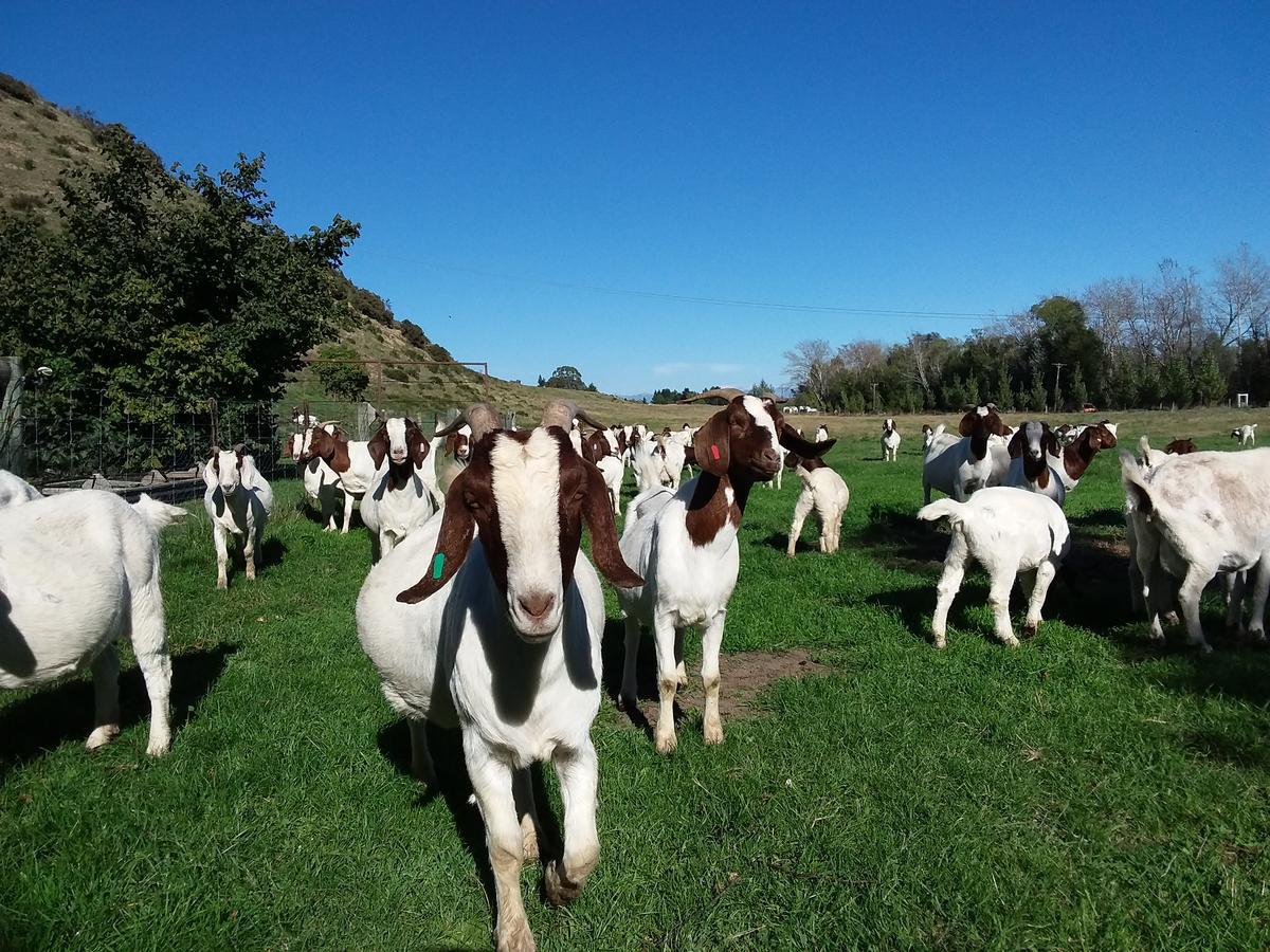 Hurunui Homestead Bed And Breakfast Hawarden 外观 照片