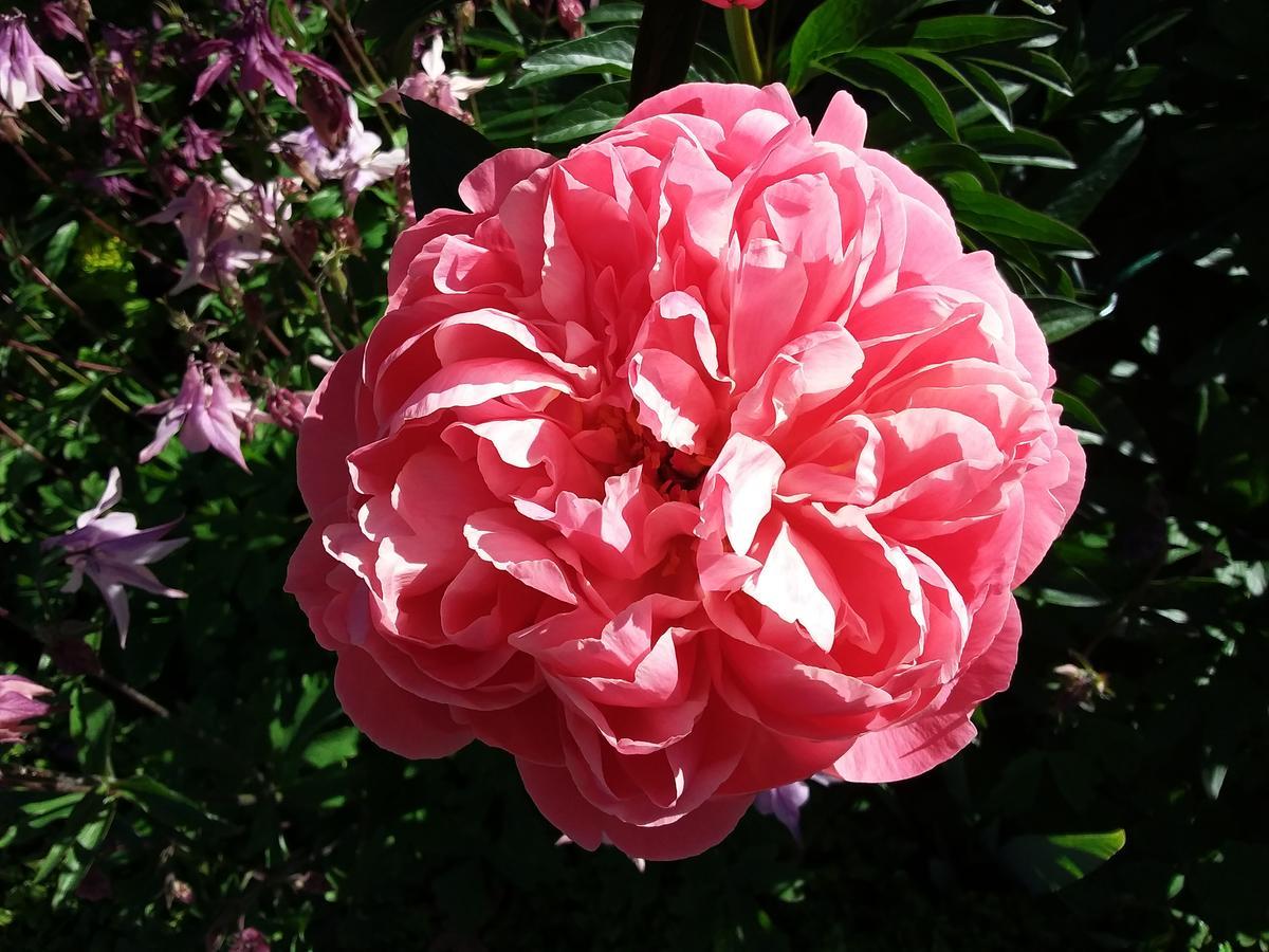 Hurunui Homestead Bed And Breakfast Hawarden 外观 照片